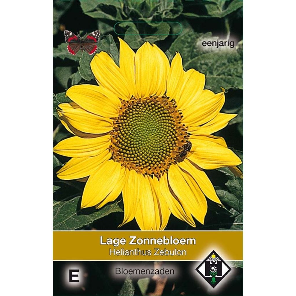 Zonnebloem Zebulon (zaad) - Helianthus annuus