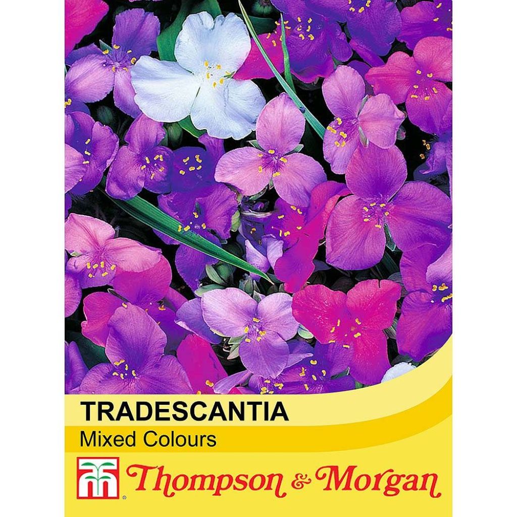 Tradescantia andersoniana Mixed Colours (zaad) - Eendagsbloem