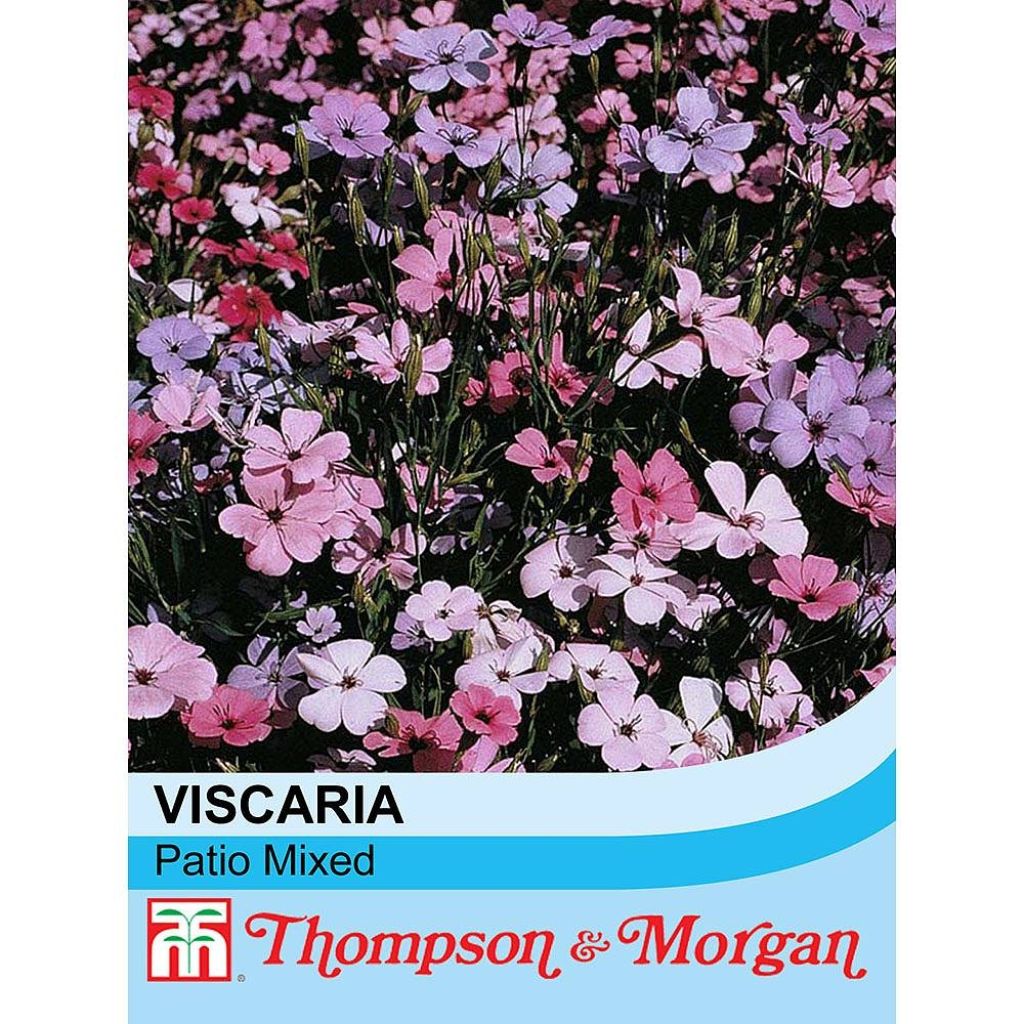 Viscaria oculata Patio Mixed (zaad)