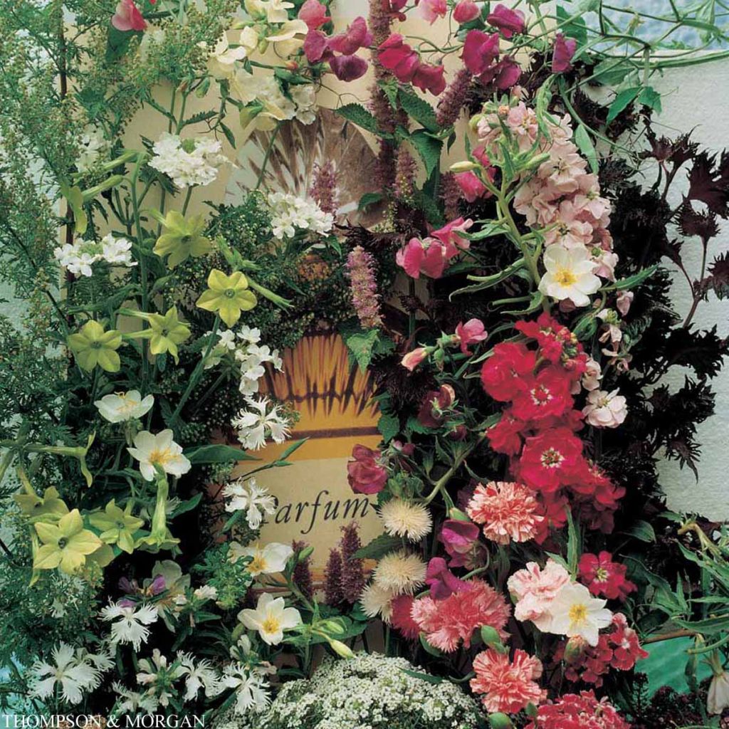 Mélange de graines parfumées Fragrant Mixture