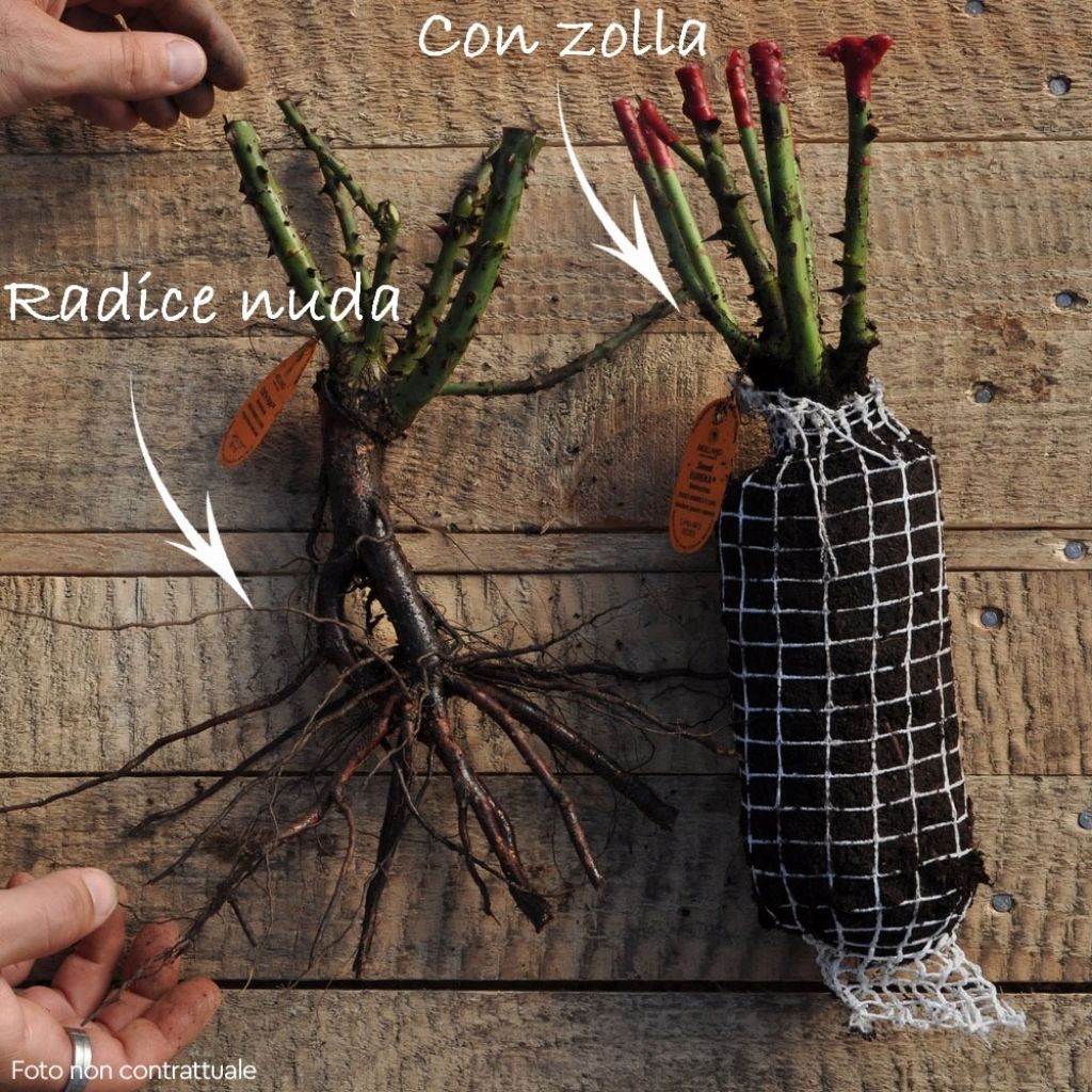 Rosa Graaf Lennart - Grootbloemige roos