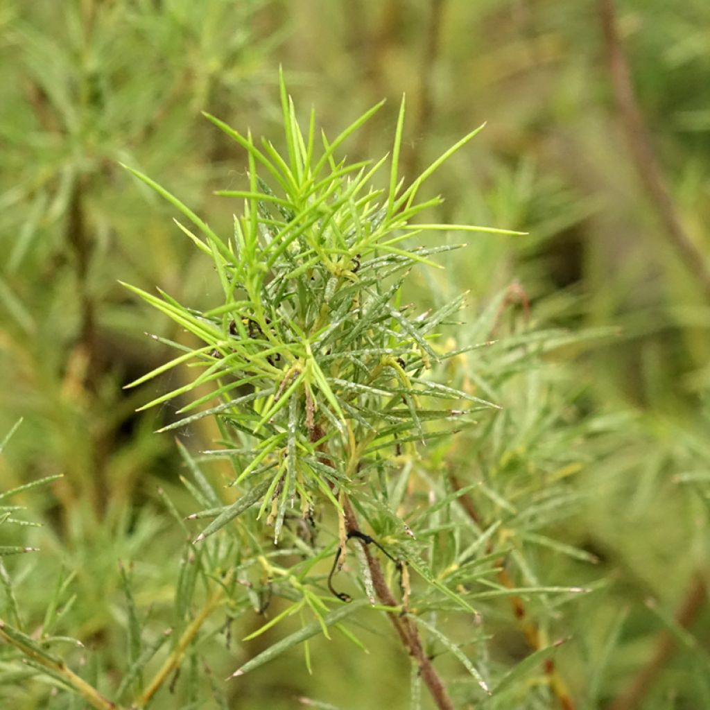 Grevillea gracilis Alba - Australische zilvereik