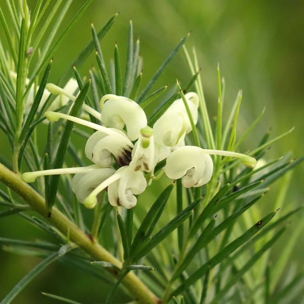 Grevillea gracilis Alba - Australische zilvereik