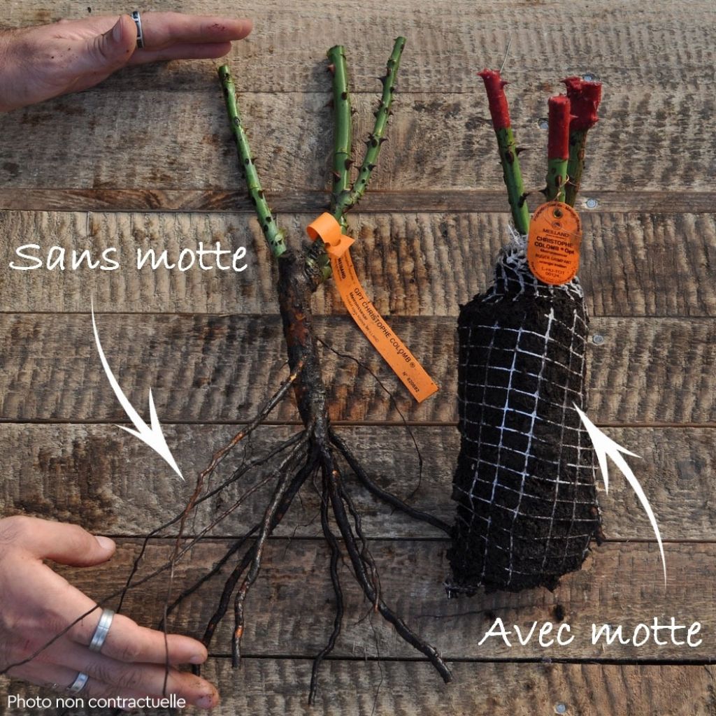 Rosa Cocktail - Klimroos