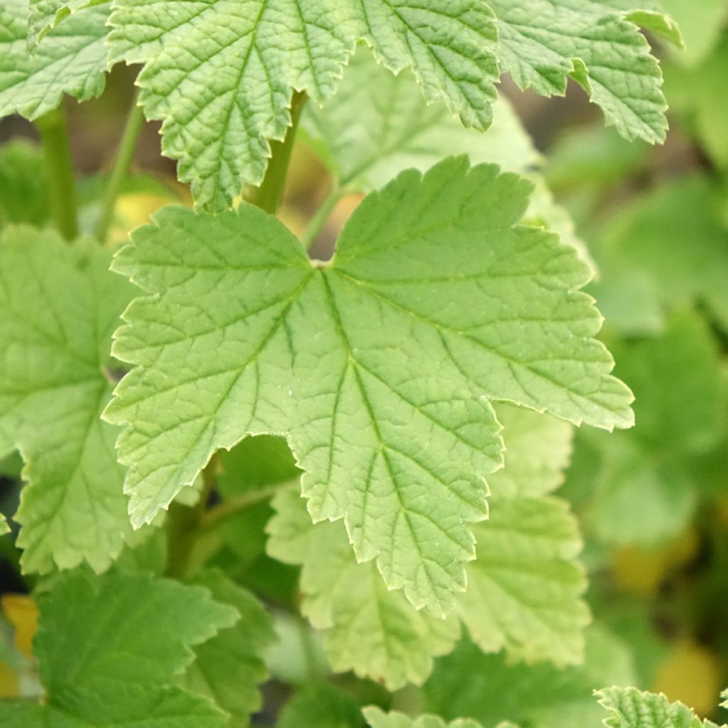 Rode aalbes Ribest Lisette