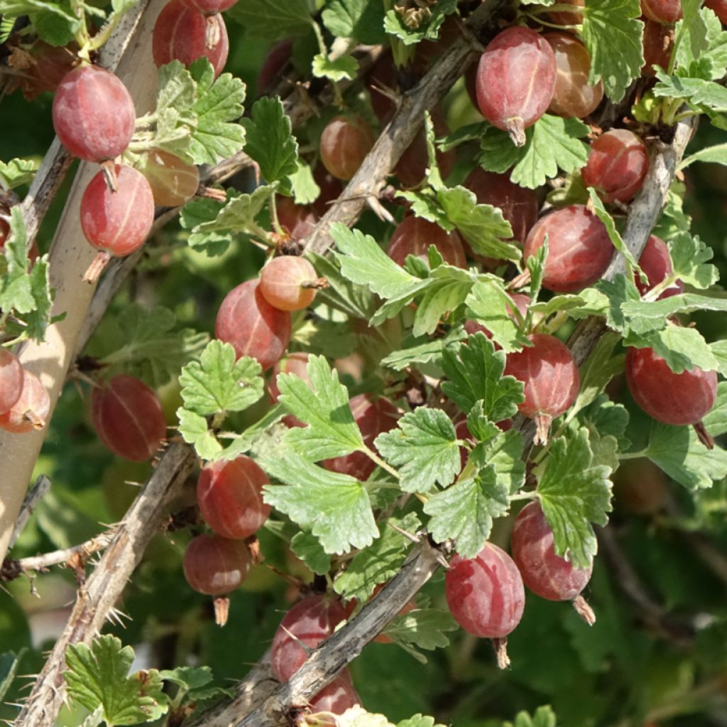 Kruisbes Crispa® Darling