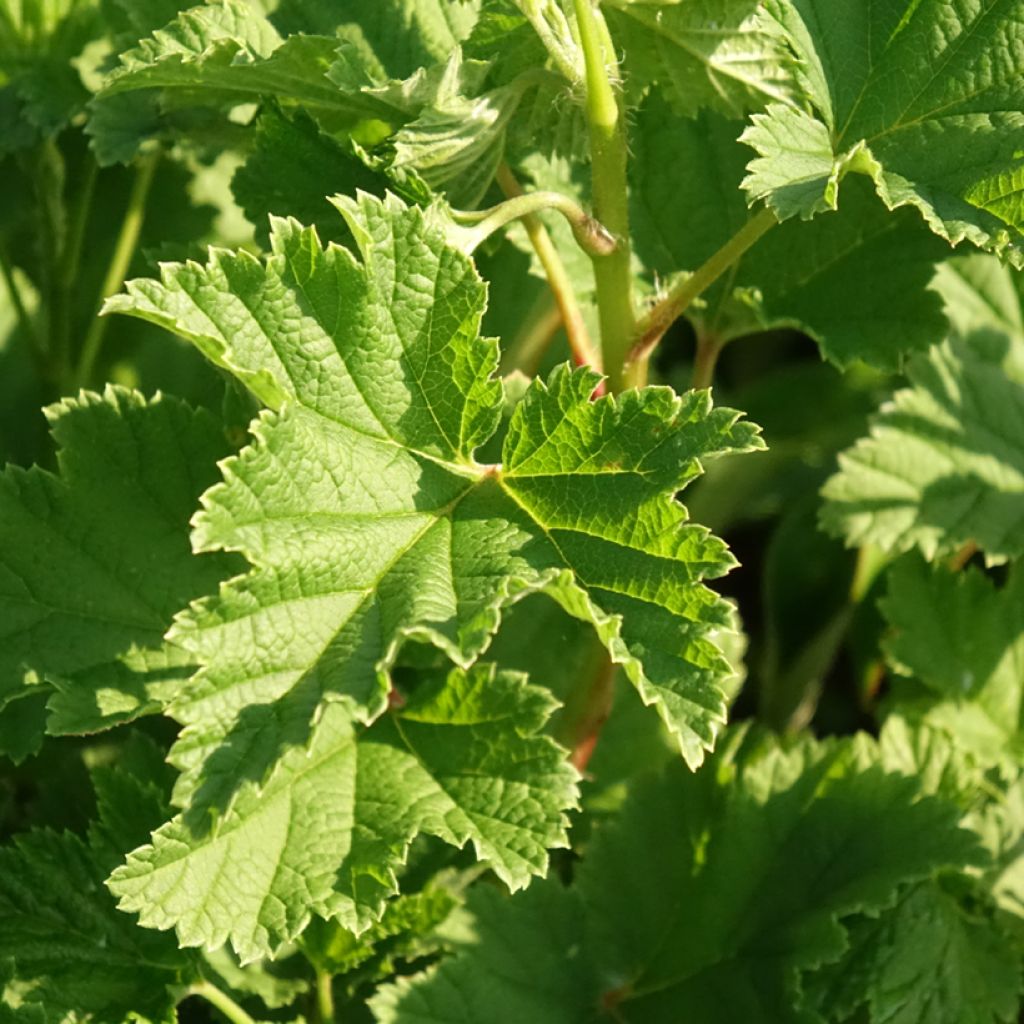 Rode aalbes Red Lake Georges Delbard