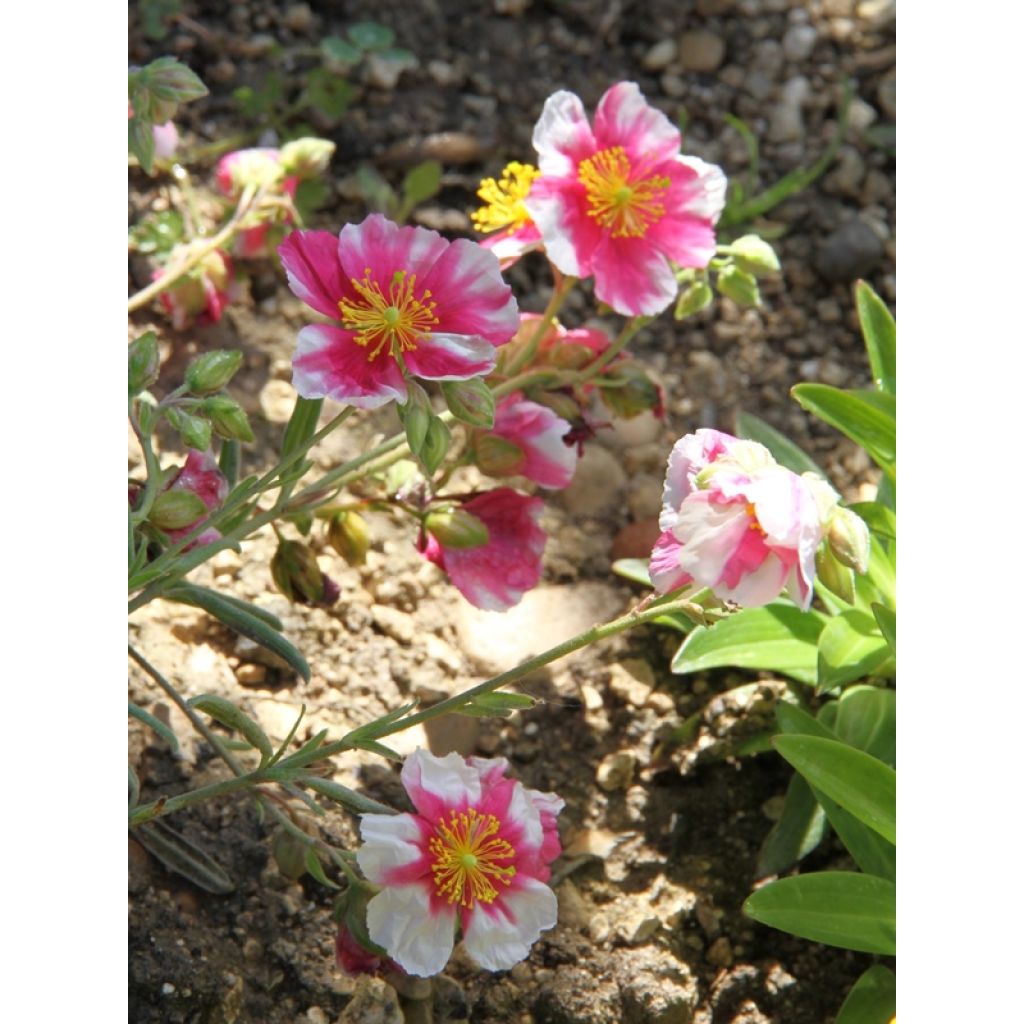 Helianthemum Raspberry Ripple - Zonneroosje