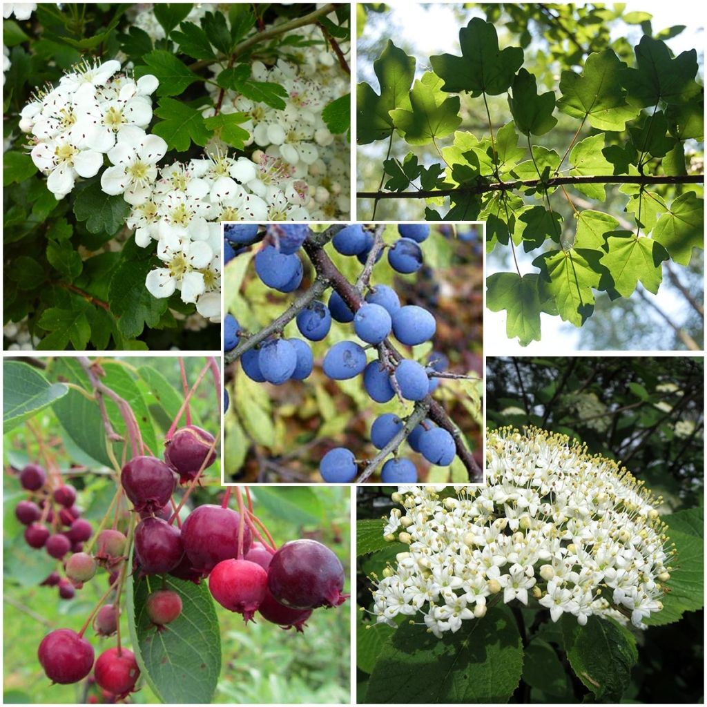 Regionale haag voor het Groot-Oosten en Bourgondië in een 5 meter kit