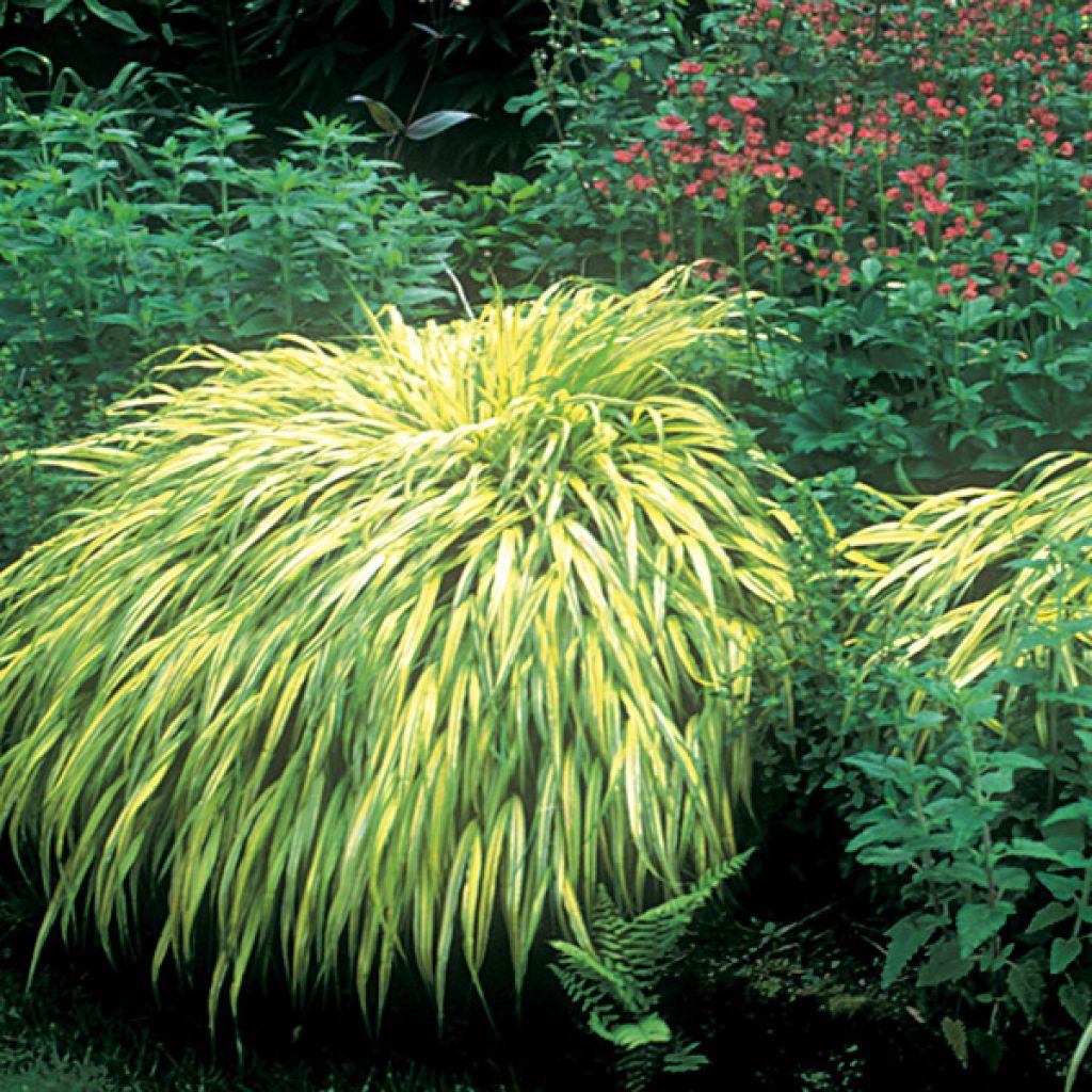 Hakonechloa macra Aureola - Japans berggras