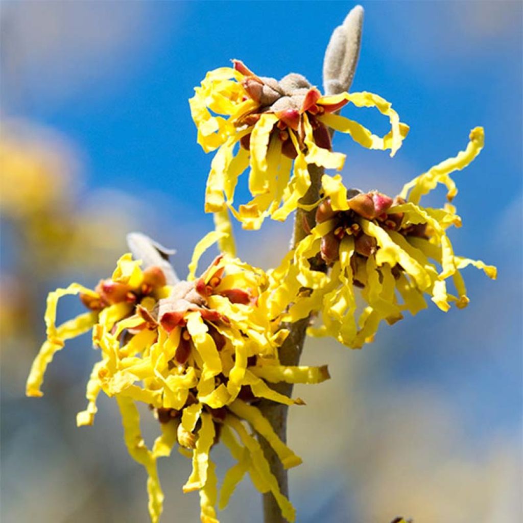 Hamamelis intermedia Arnold Promise - Toverhazelaar