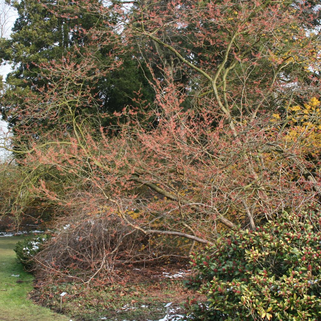 Hamamelis intermedia Ruby Glow - Toverhazelaar
