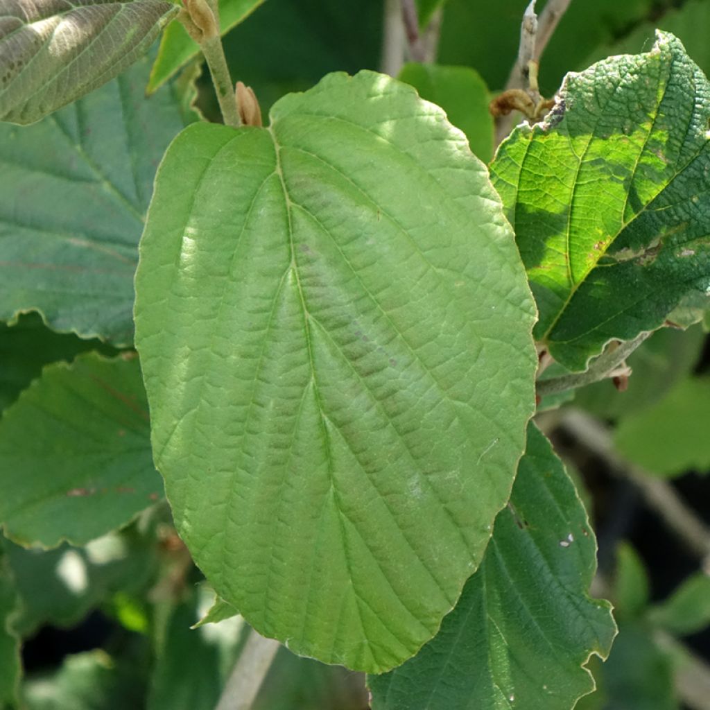 Hamamelis intermedia Feuerzauber - Toverhazelaar