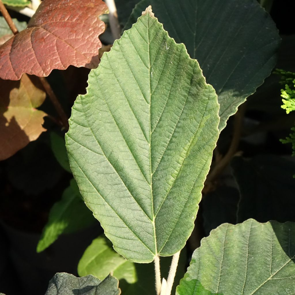 Hamamelis Orange Beauty - Toverhazelaar