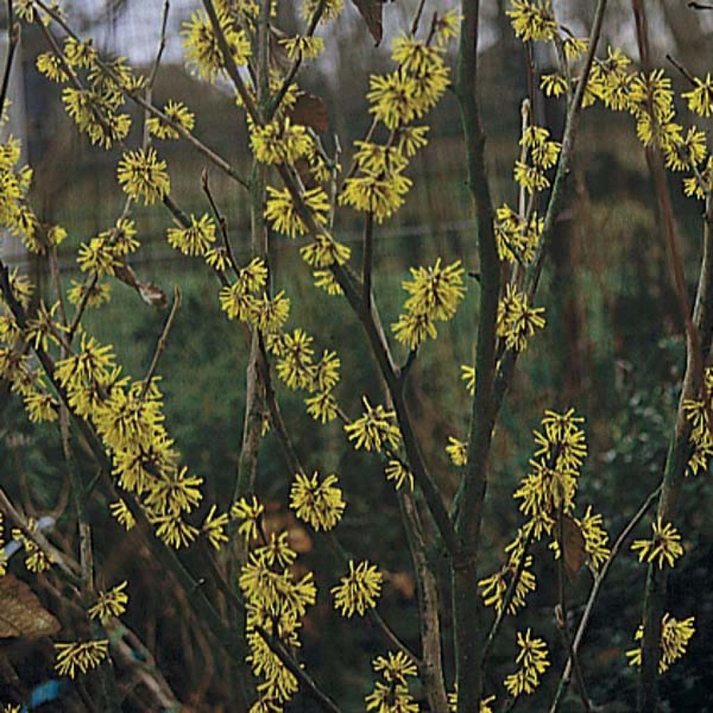Hamamelis mollis Pallida - Zachte toverhazelaar