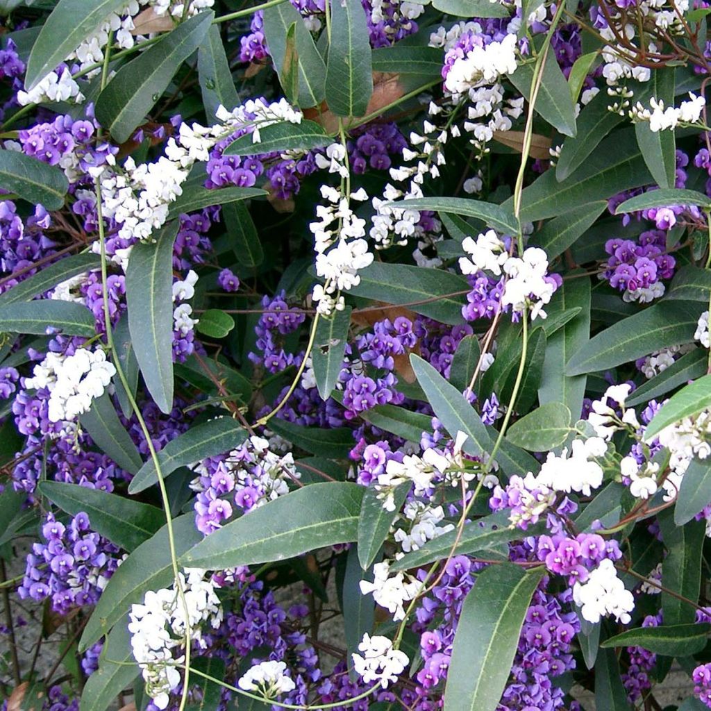 Hardenbergia violacea - Valse sarsparilla