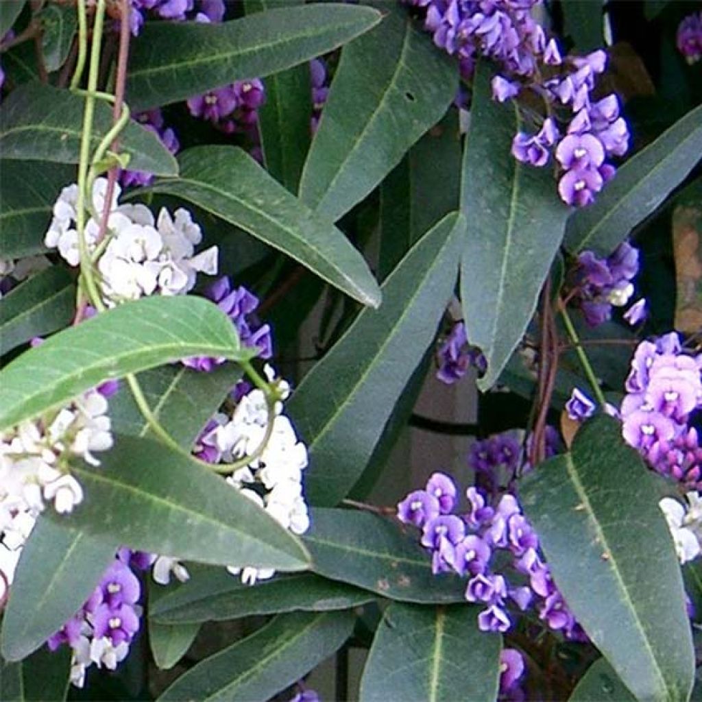 Hardenbergia violacea - Valse sarsparilla