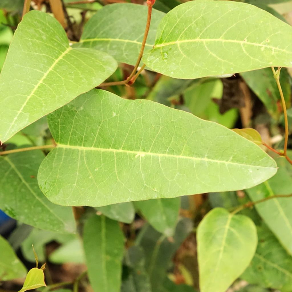 Hardenbergia violacea - Valse sarsparilla