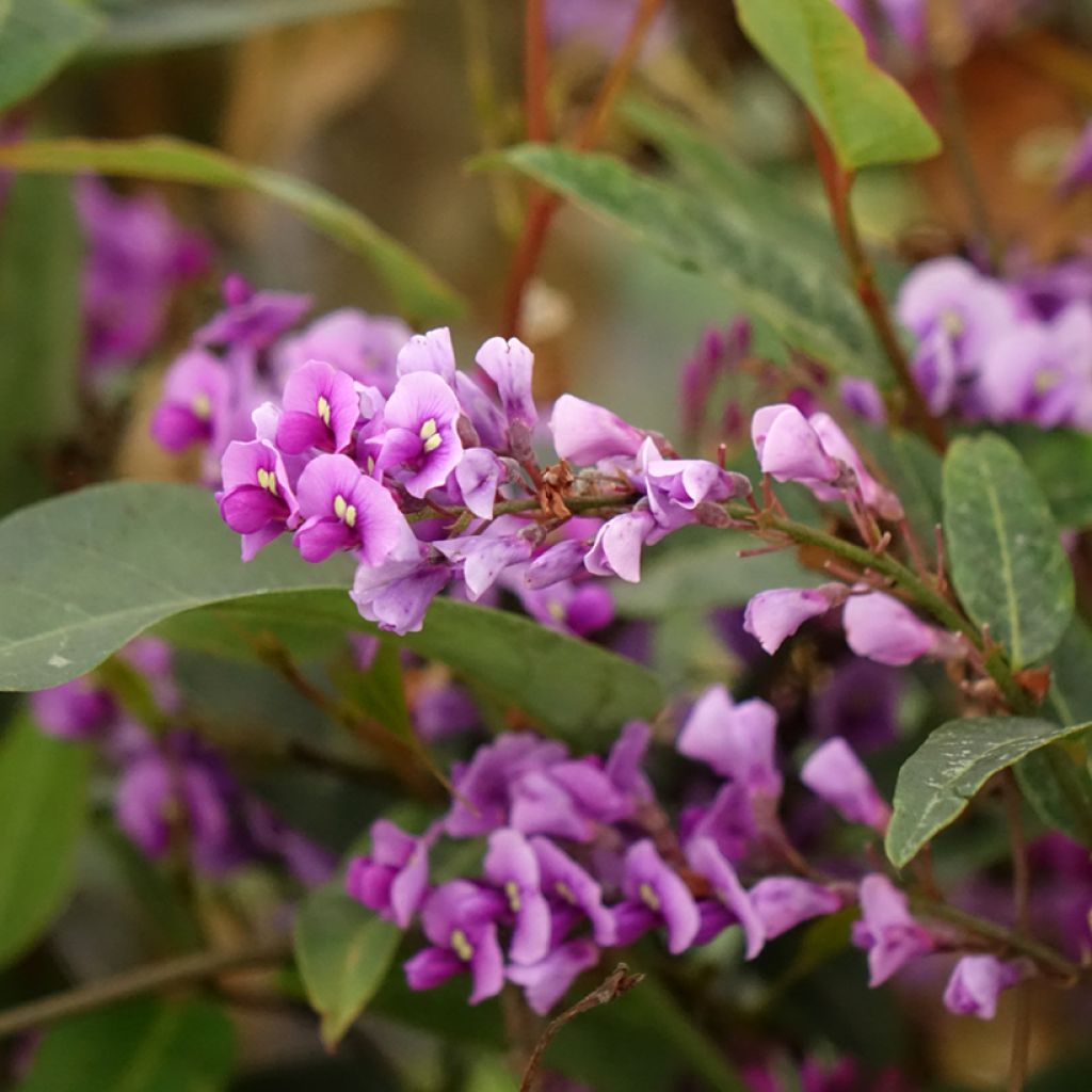 Hardenbergia violacea - Valse sarsparilla