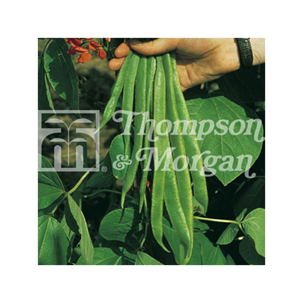 Haricot d'Espagne Red Rum - Haricot-fleur