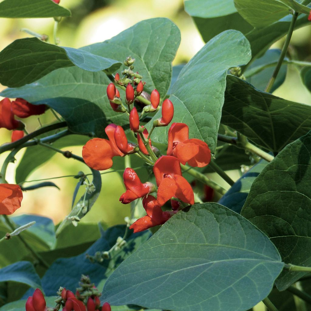 Pronkboon Prijswinner