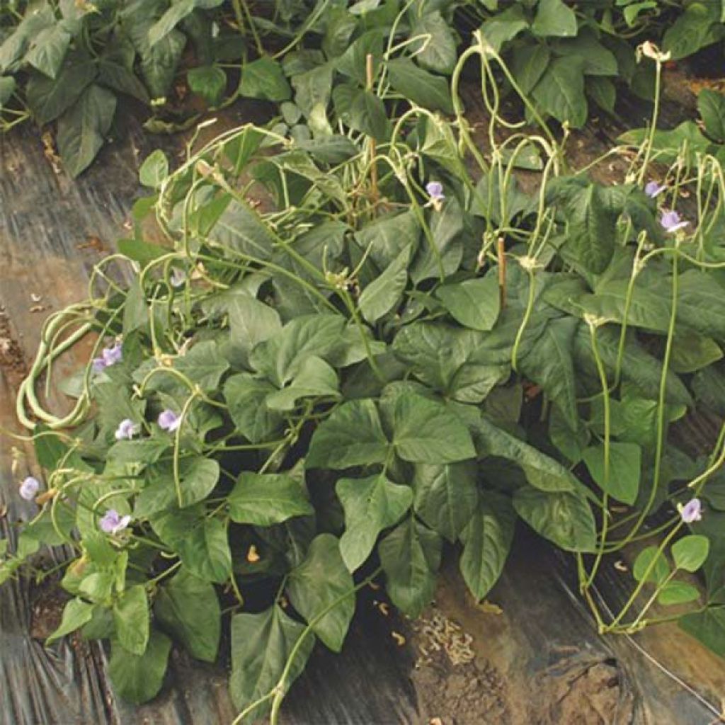 Kousenband Metro Nano dwergvorm