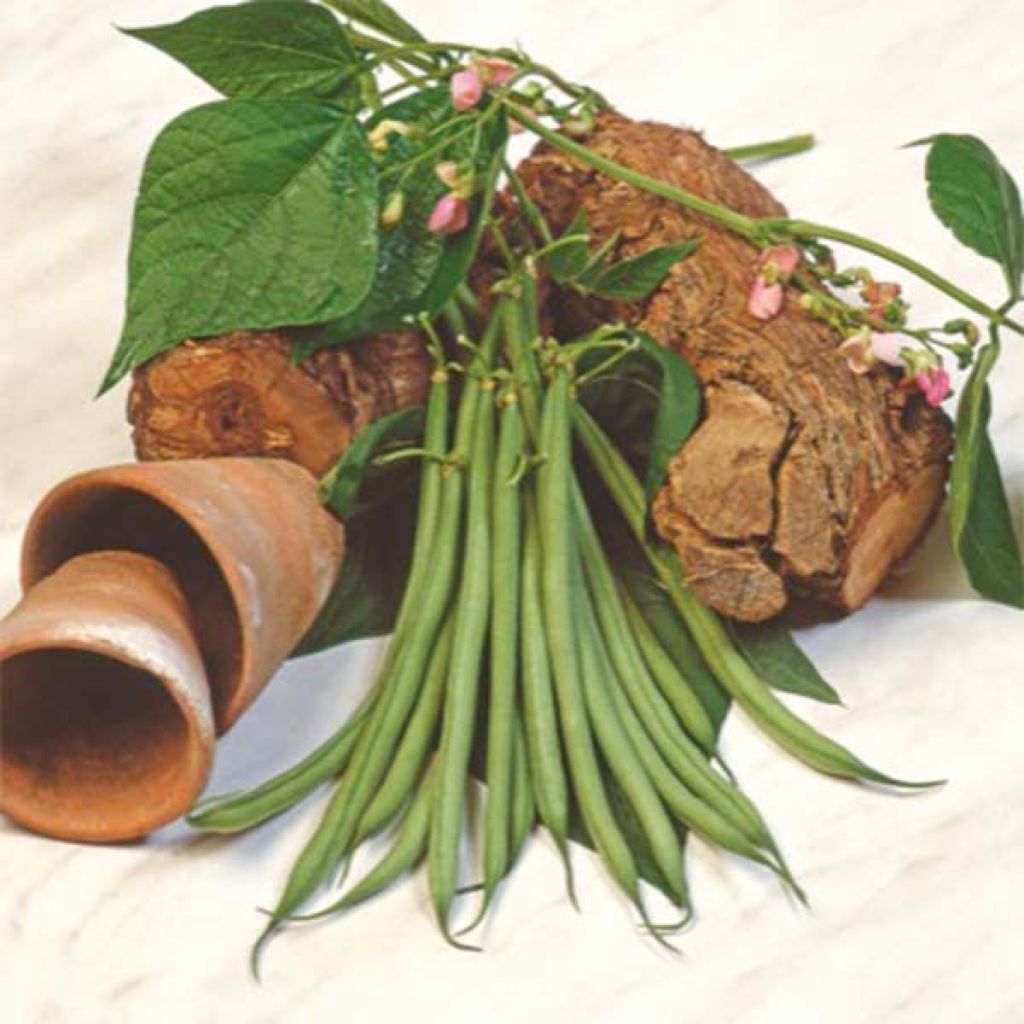 Stamslaboon Aramis (draadloos)