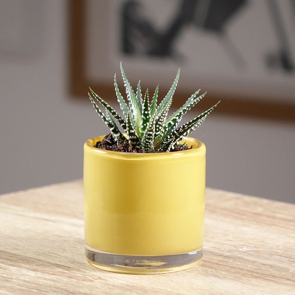 Haworthia Big Band - Zebraplant