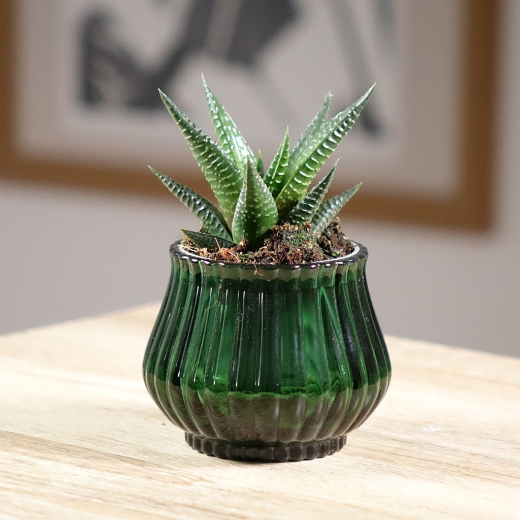 Haworthia Gasworthia