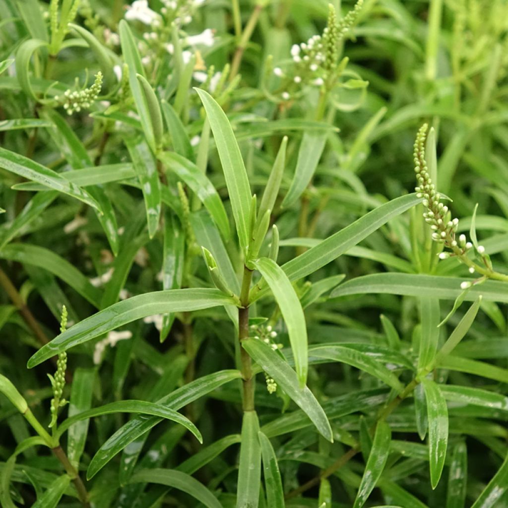 Hebe Kirkii - Struikveronica