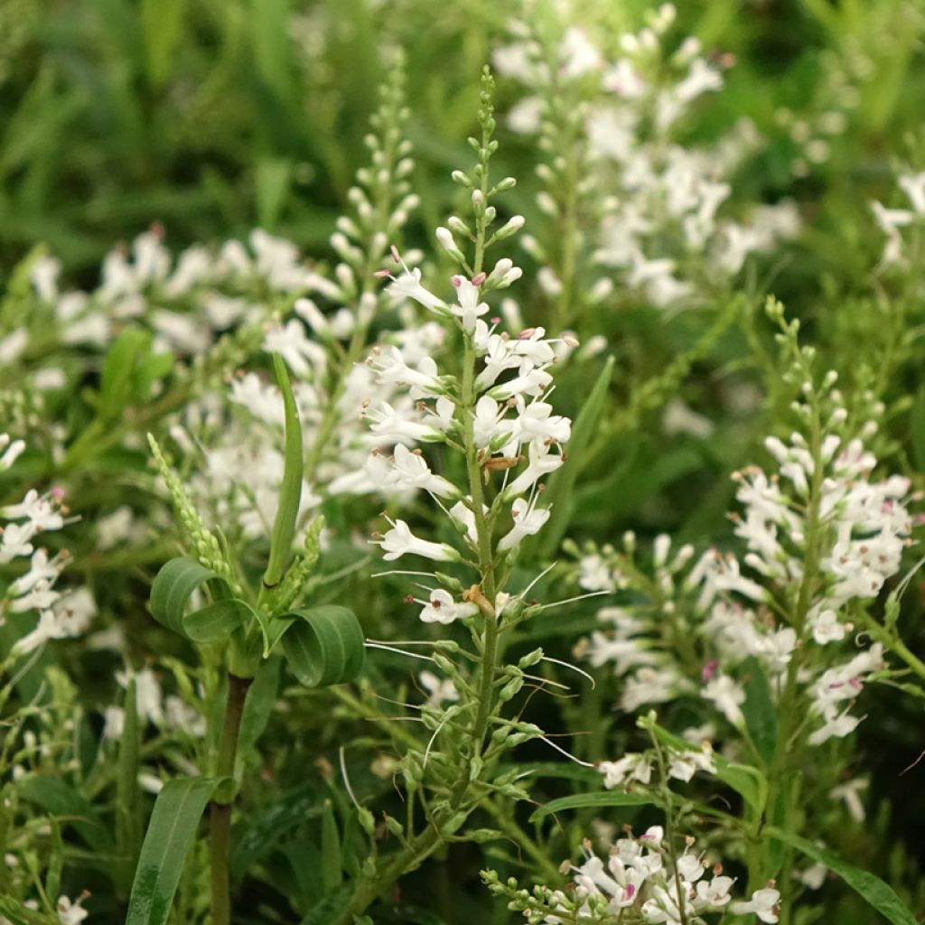 Hebe Kirkii - Struikveronica
