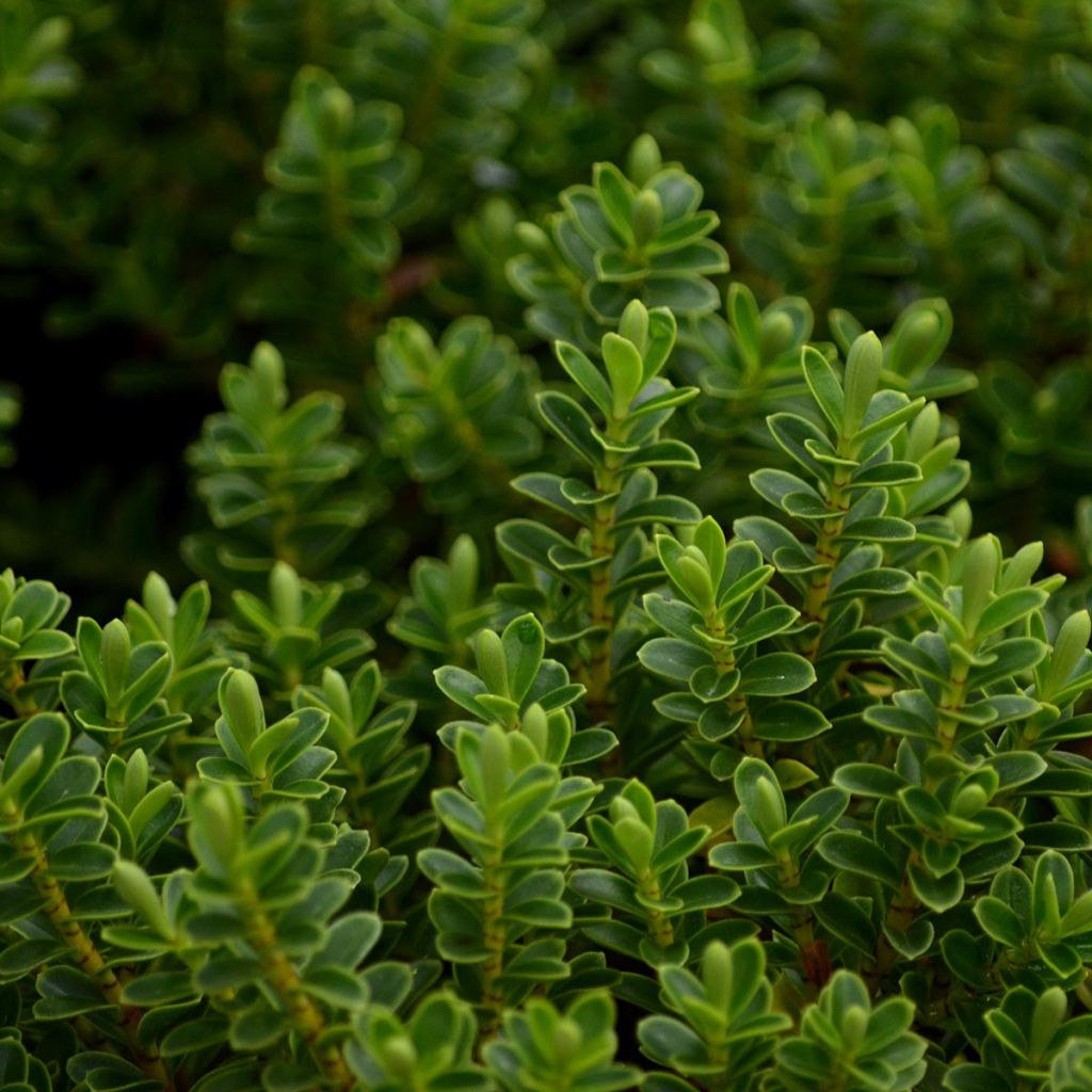 Hebe vernicosa - Struikveronica