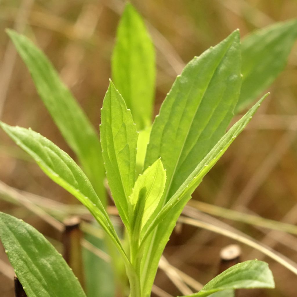 Helenium Kugelsonne - Zonnekruid