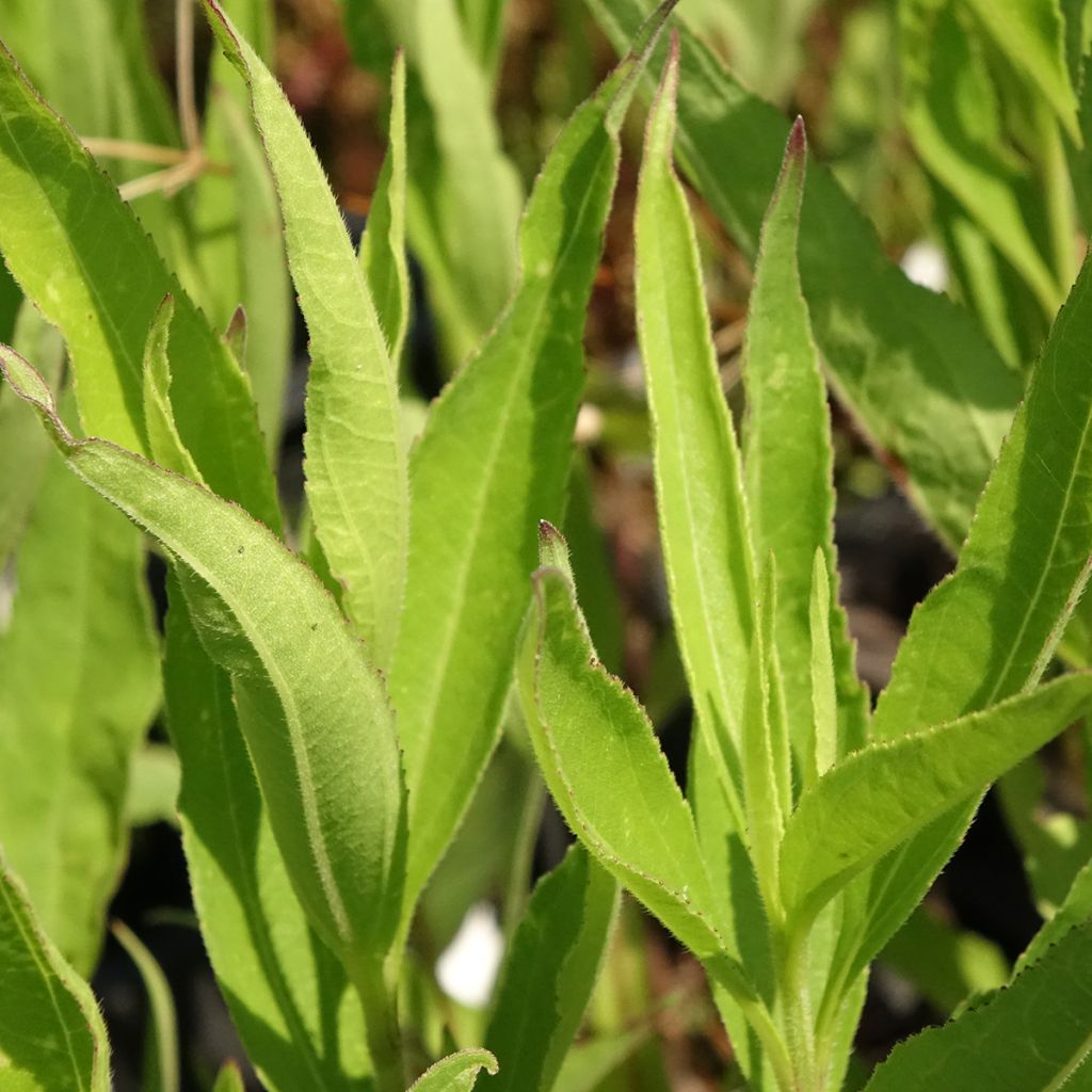 Helianthus atrorubens Monarch - Vaste zonnebloem