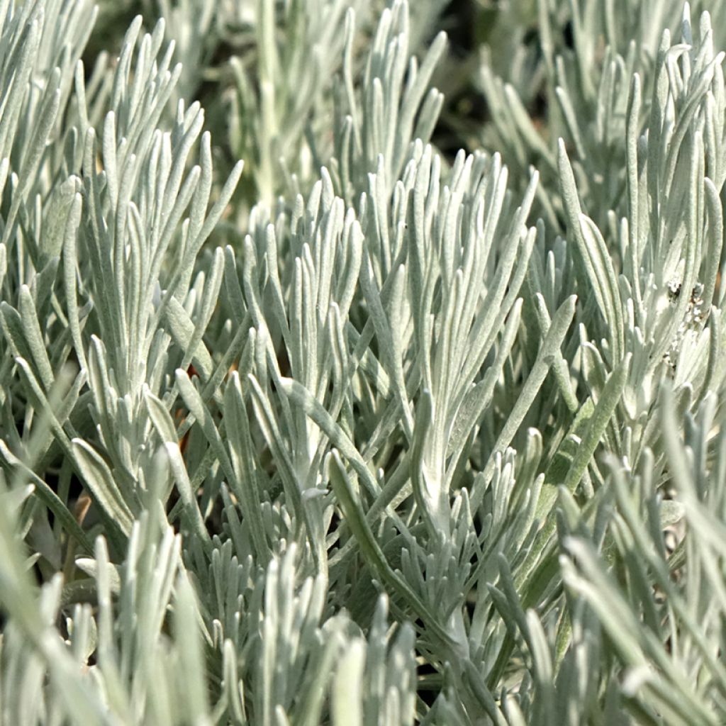 Helichrysum italicum Weisses Wunder - Kerrieplant