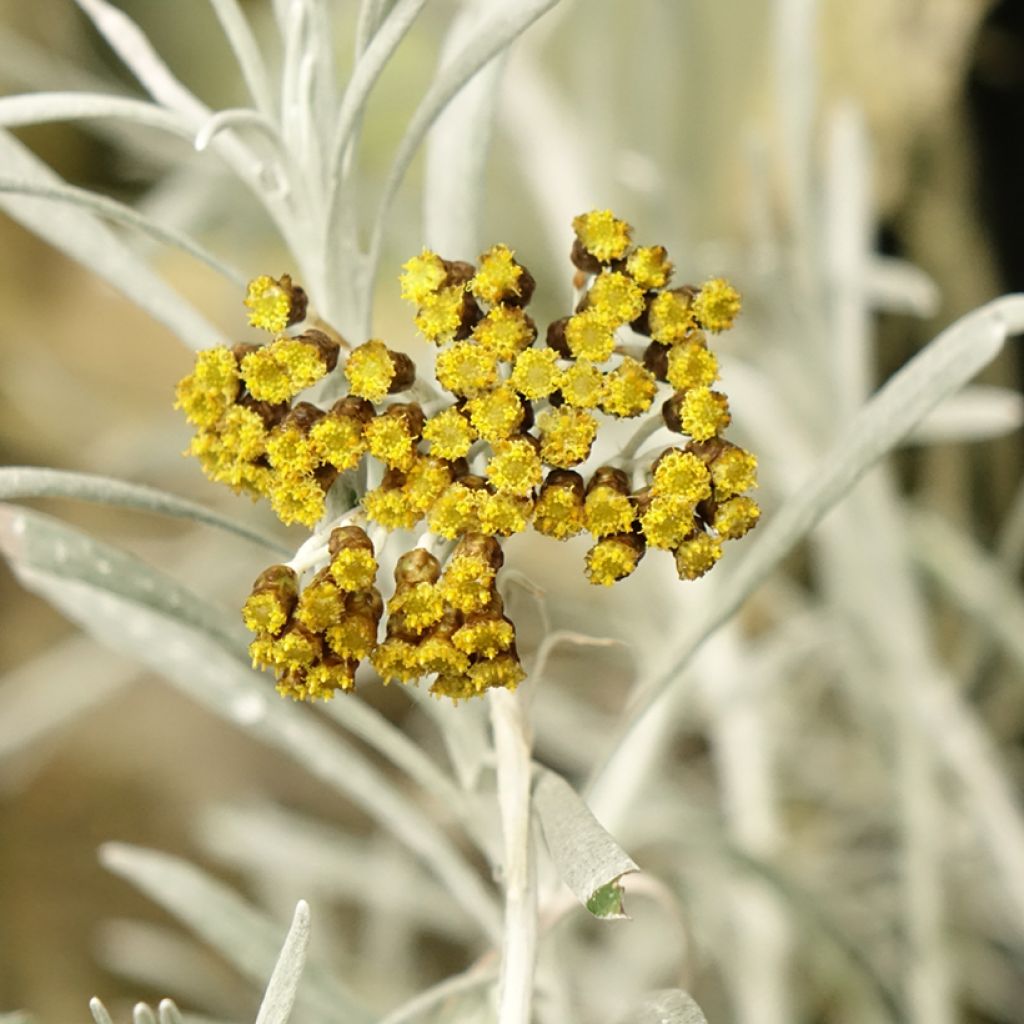 Helichrysum italicum Korma - Kerrieplant