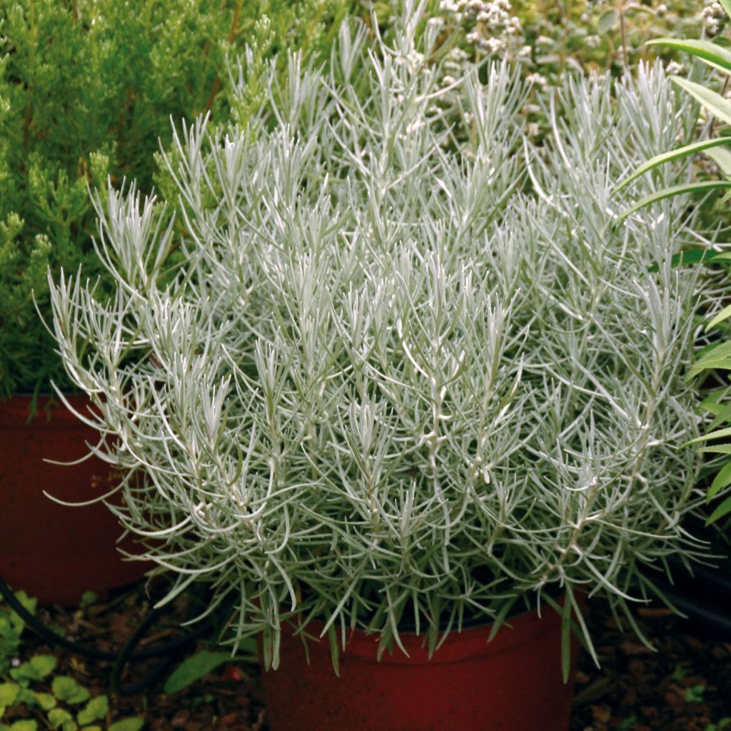 Kerrieplant - Helichrysum italicum BIO (jonge planten)