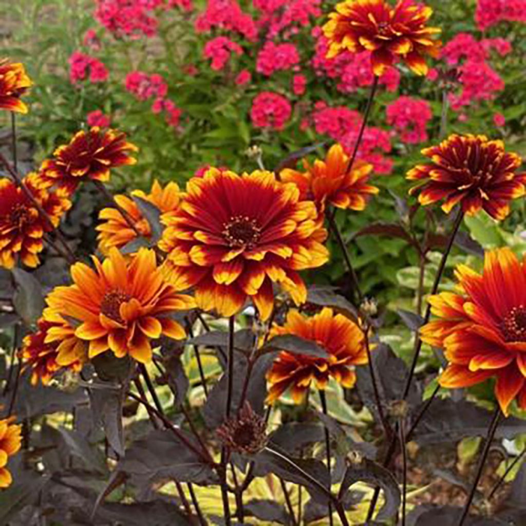 Heliopsis helianthoides Bonfire Sunset - Valse zonnebloem