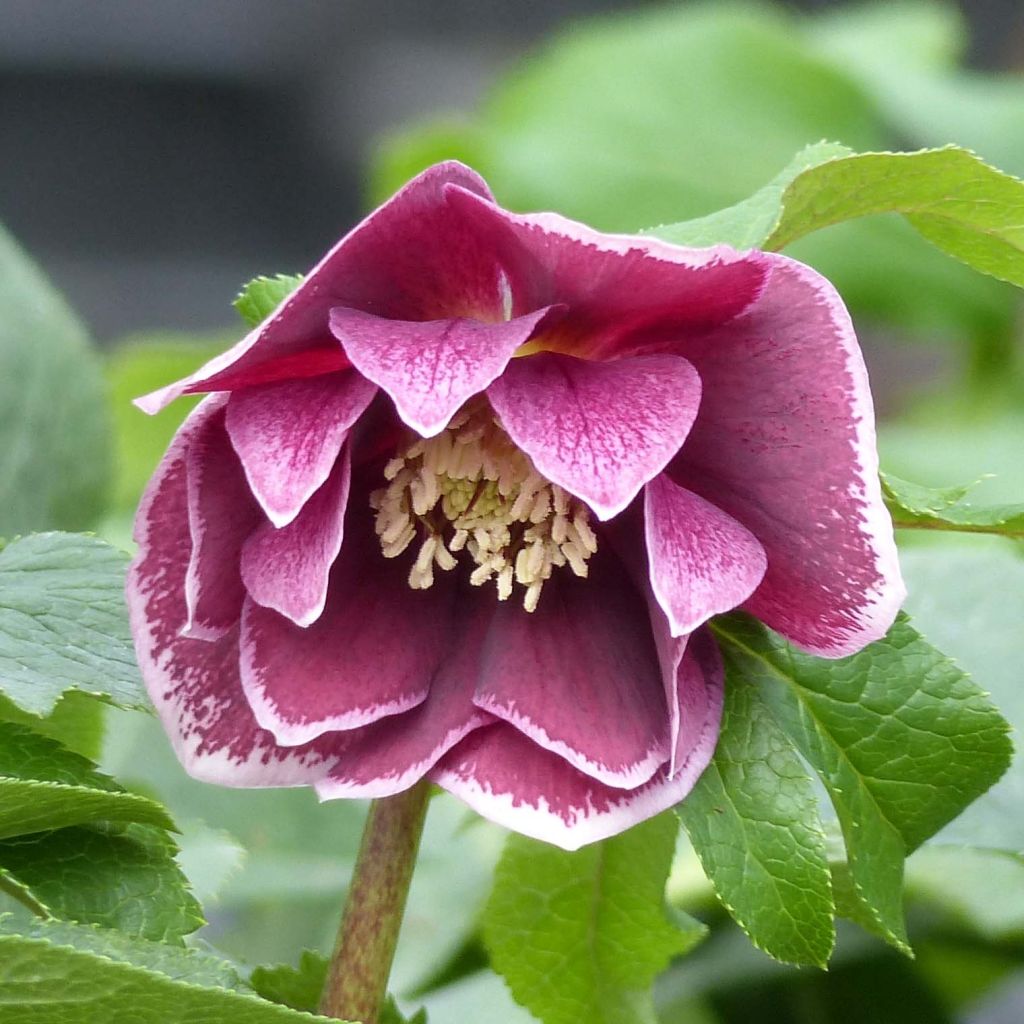 Helleborus Double Aubergine White Edge - Lenteroos dubbrel auberige met witte rand