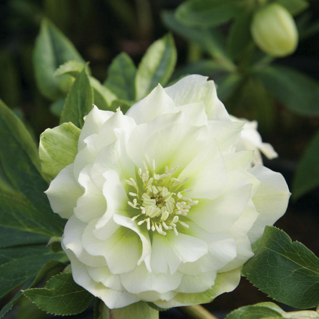 Helleborus Double White- lenteroos dubbel wit