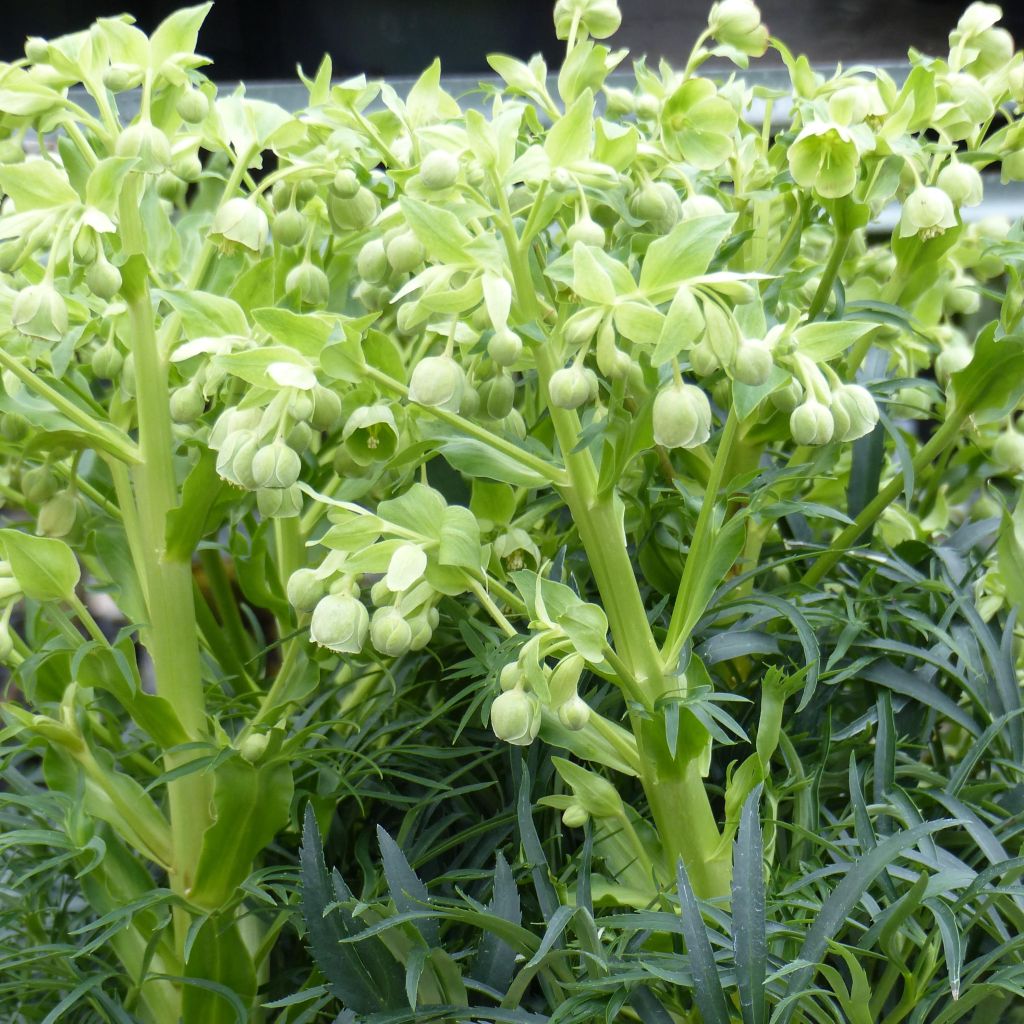 Helleborus foetidus Bowles Form - Stinkend nieskruid