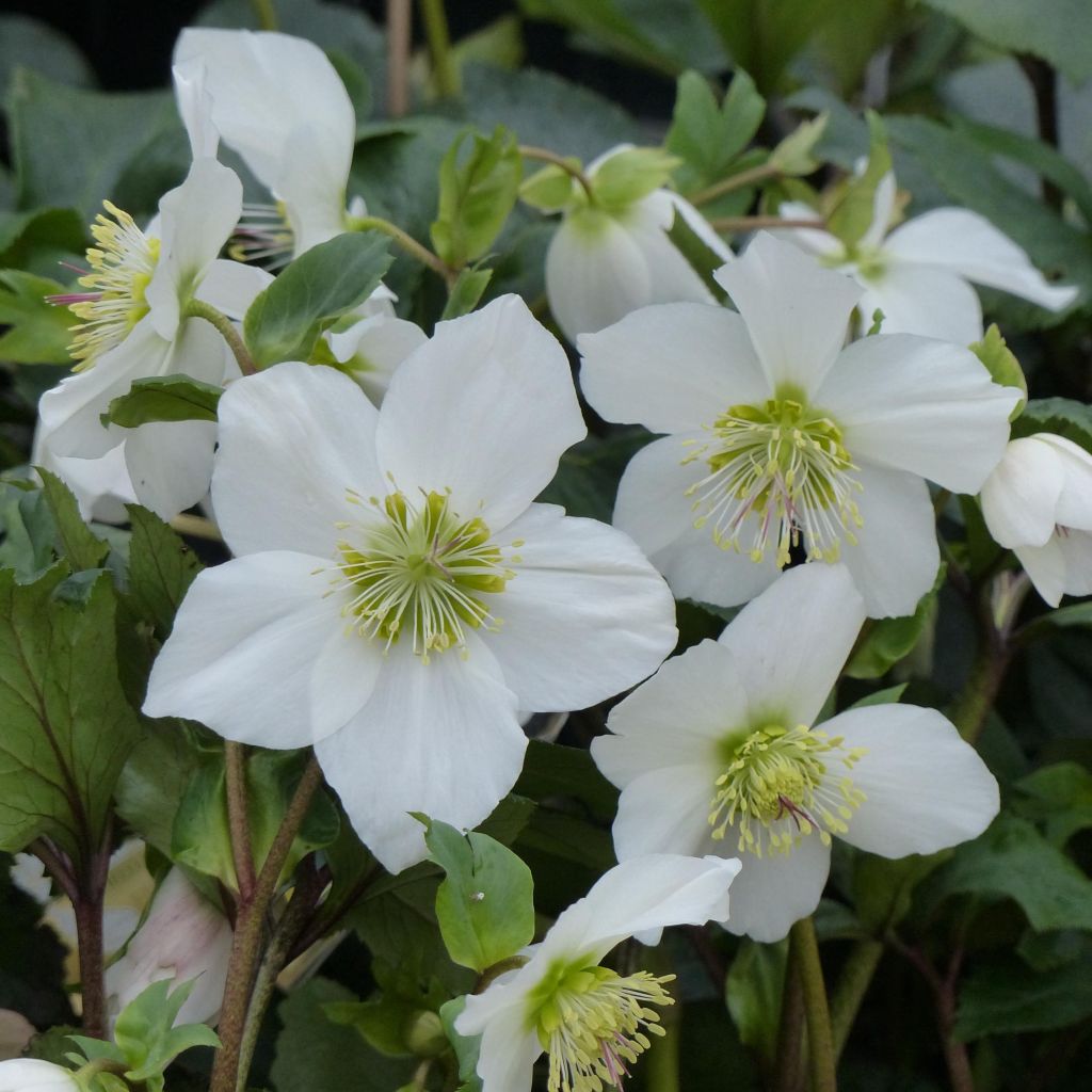 Helleborus HGC Paradenia - Lenteroos