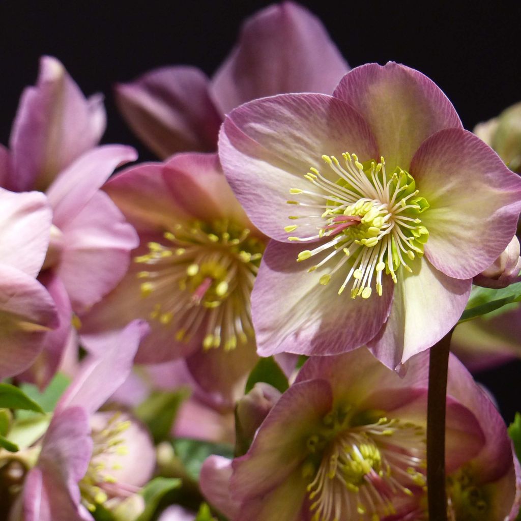 Helleborus glandorfensis HGC Ice N' Roses Pink - winterroos