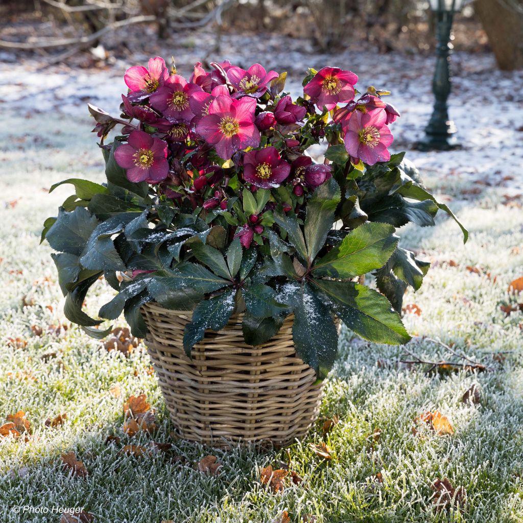 Helleborus glandorfensis Ice N' Roses Red - winterroos