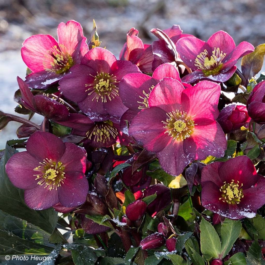 Helleborus glandorfensis Ice N' Roses Red - winterroos