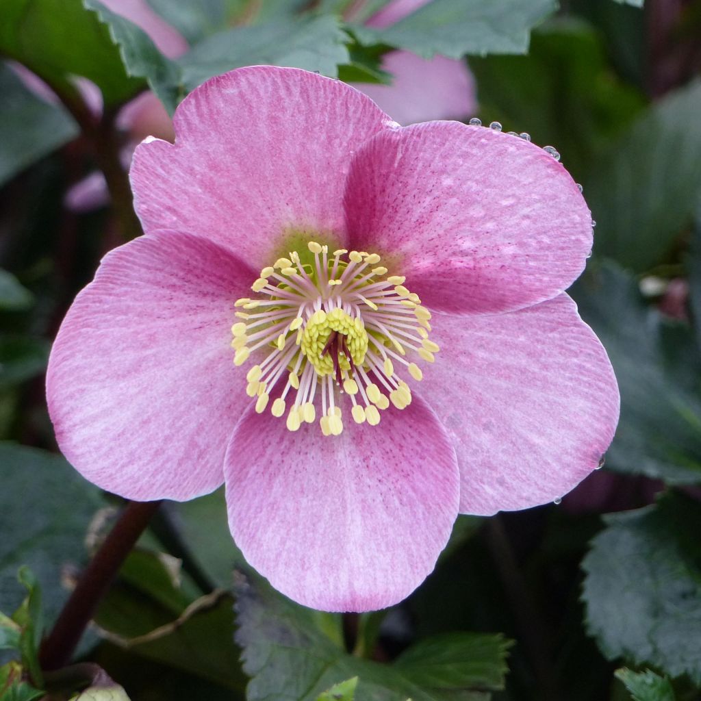 Helleborus niger orientalis - Kerstroos
