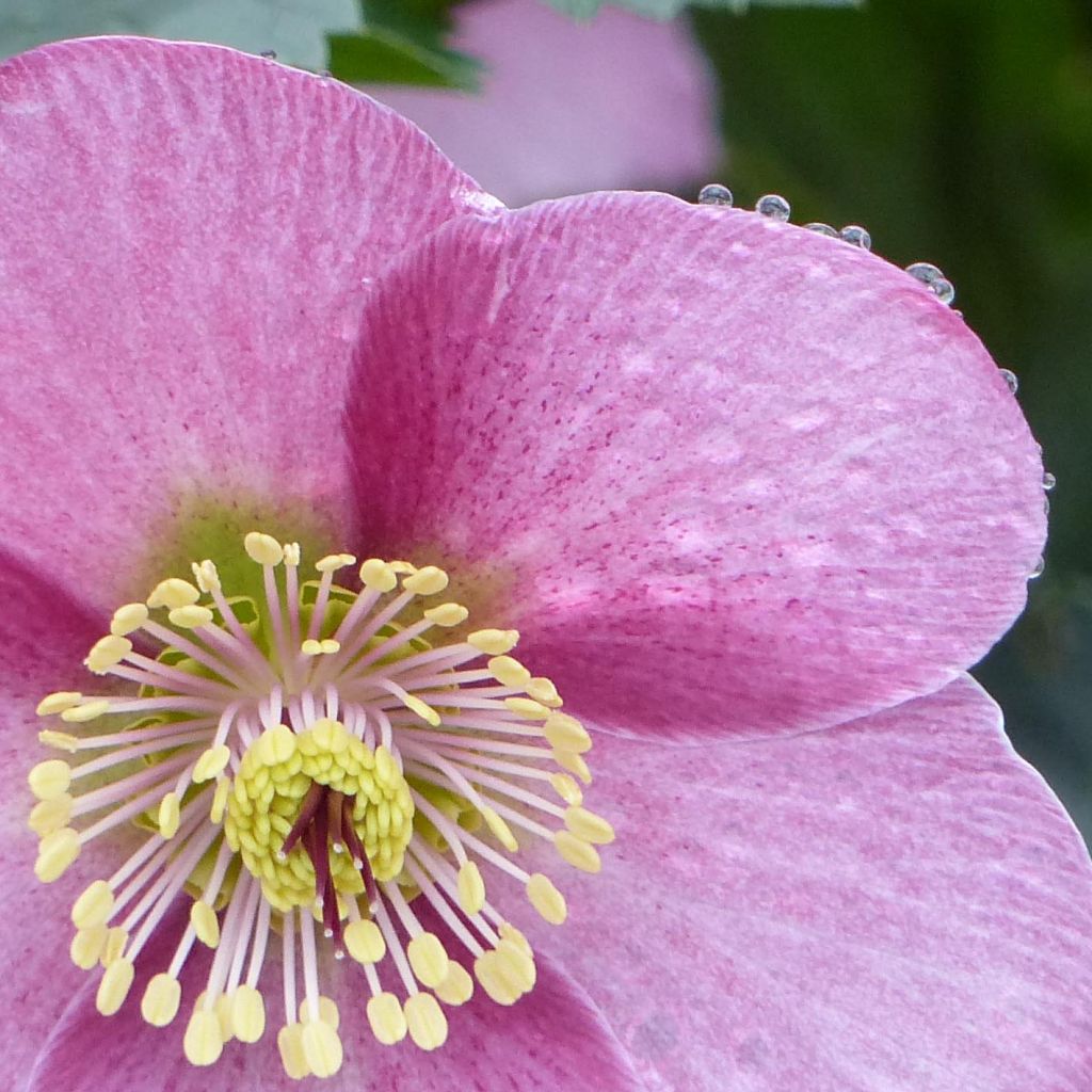 Helleborus niger orientalis - Kerstroos