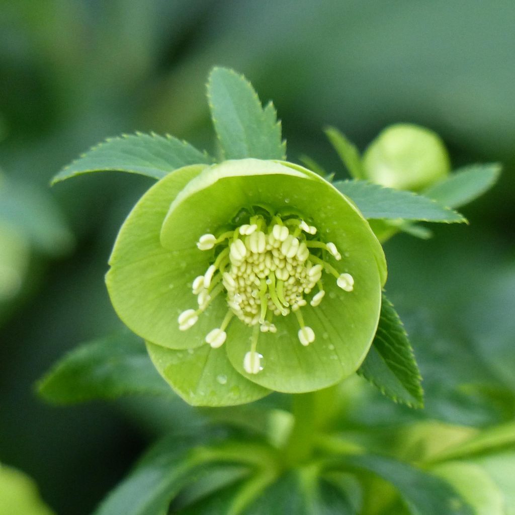 Helleborus multifidus bocconei - nieskruid