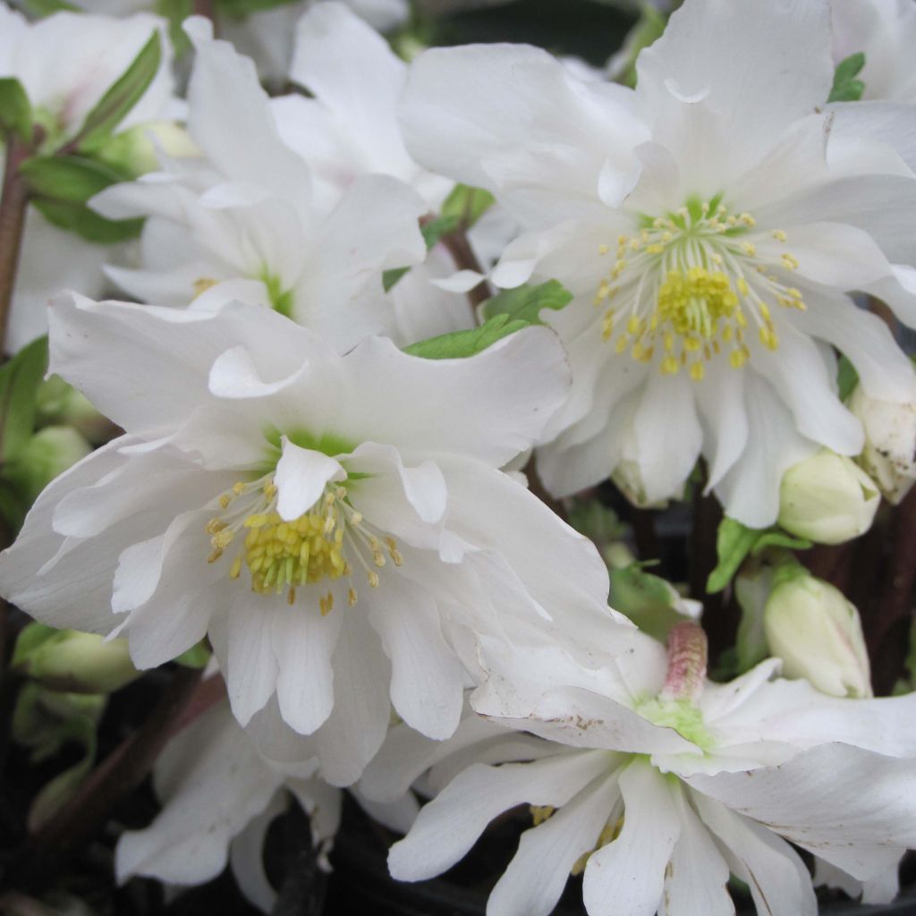 Helleborus niger Double Fashion - Kerstroos
