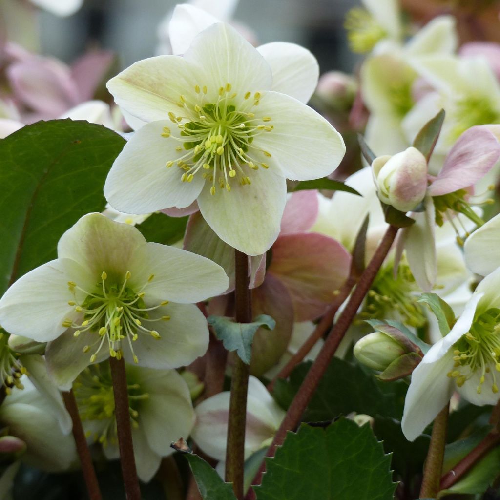 Helleborus nigercors Emma - Kerstroos
